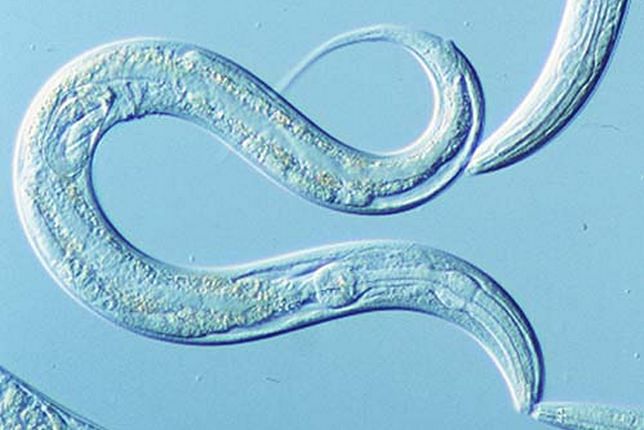 parazytologia